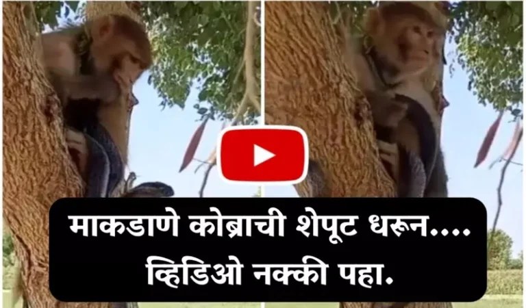 King Cobra vs Bandar :- माकडाणे कोब्राची शेपूट धरून खेळू लगला…. व्हिडिओ नक्की पहा