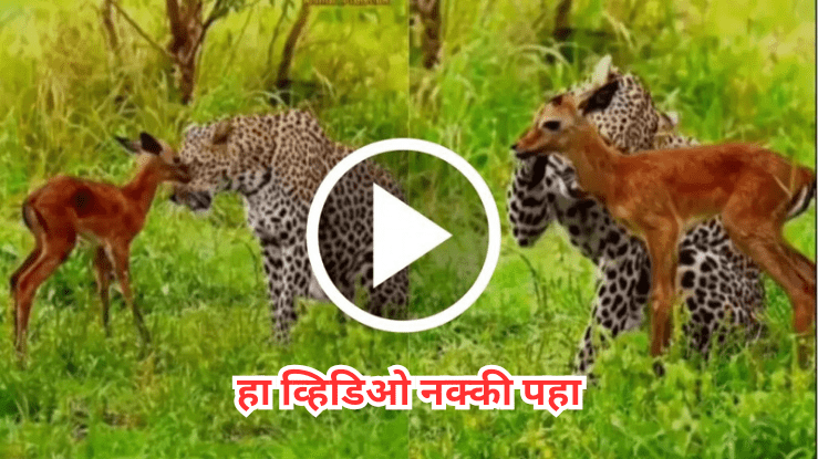 Leopard Save Deer Video बिबट्याने जिंकली लोकांची मने, जंगली प्राण्यांपासून वाचवले हरणाच्या बाळाचे प्राण, पहा व्हिडिओ