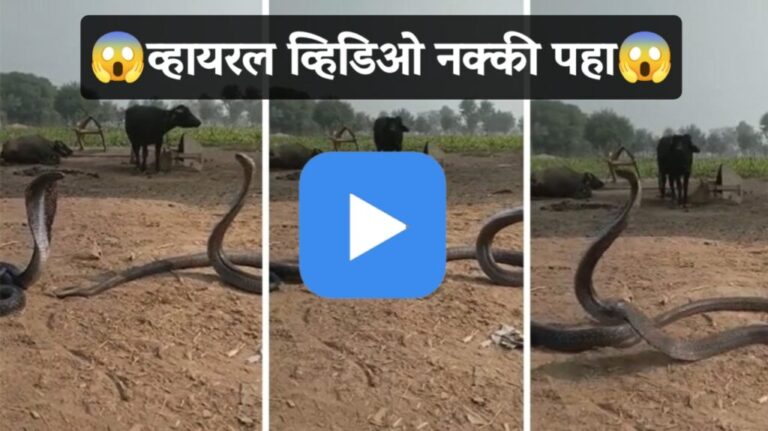 नाग आणि नागिनीचा नाचताना व्हिडिओ व्हायरल Snakes Viral Video