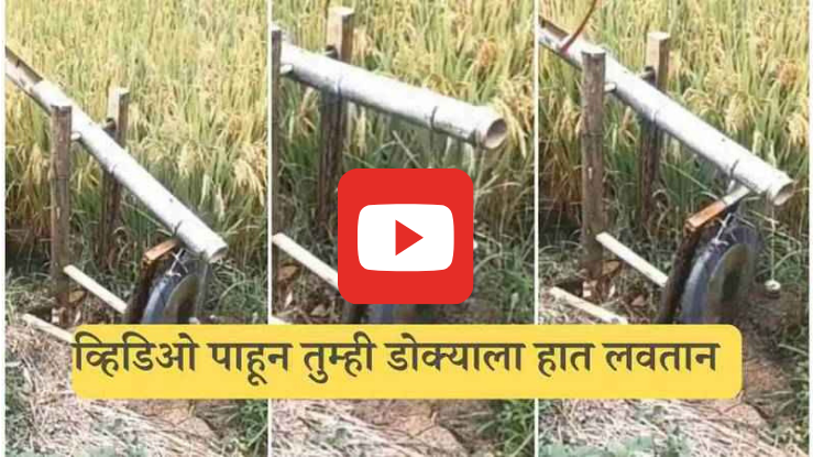 Farming deshi jugad : गहू काढण्याचे देशी यंत्र तयार केले, व्हिडिओ पाहून आश्चर्यचकित व्हाल, व्हिडिओ नक्की पहा