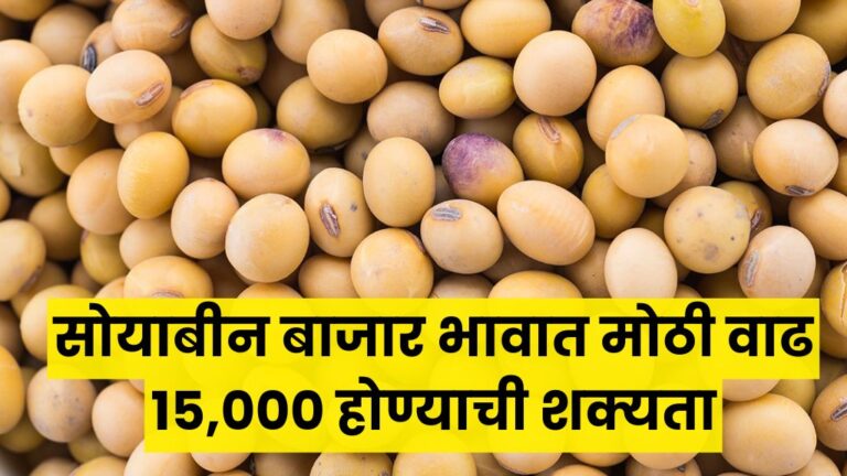 सोयाबीन बाजार भावात मोठी वाढ 15,000 होण्याची शक्यता पहा आजचे दर Soybean market price